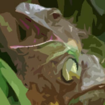 Vimeo profile picture for @iguana