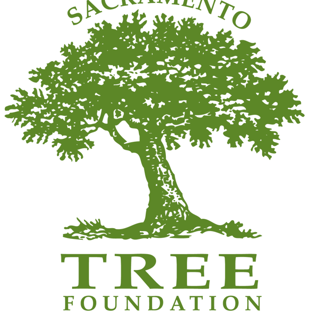 Дерево лин. Tree Fund. Лин дерево. Evergreen Foundation.