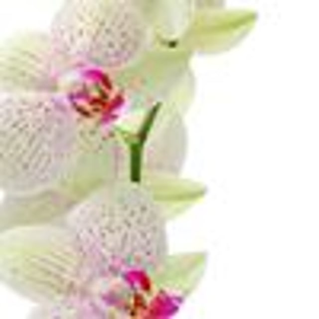 Орхидея м