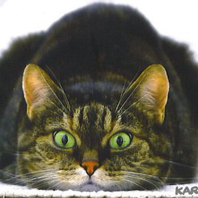 баюн. порода котов баюн. кот баюн какая порода. кот баюн настой (для кошек и собак), 3 флак. кот породы баюна.