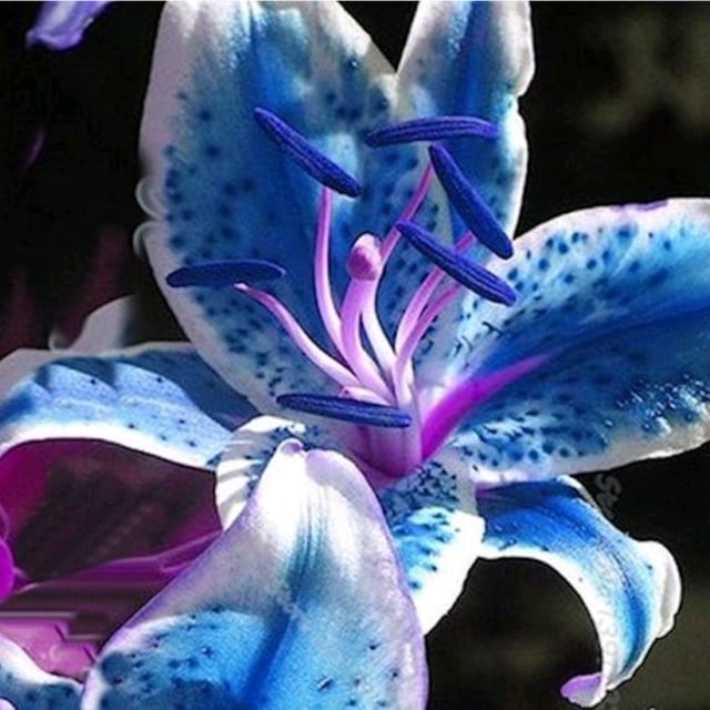 лилия старгейзер синяя. лилия голубой ангел. лилия сорта блю крюмон. лилия сорта блю крюмон. лилия блю крюмон.