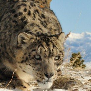 Profile picture for Snow Leopard Trust