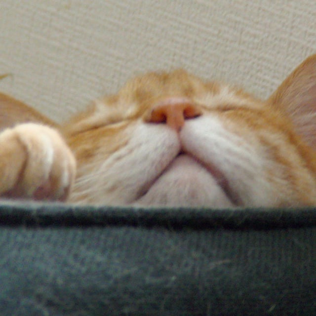 正義の反対は悪では無く 別の正義である Ganko Ggの毒舌日記