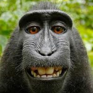 Profile picture for sebouille