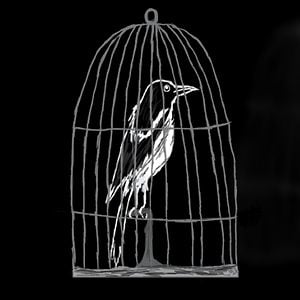 Profile picture for Caged Magpie Productions