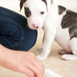 Profile picture for How To Train Your Puppy