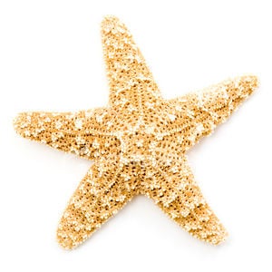 Profile picture for Starfish Films
