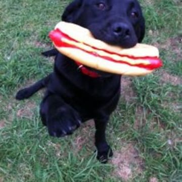 Vimeo profile picture for @labrador