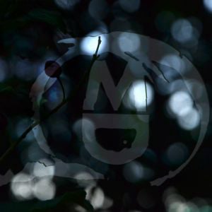 Profile picture for Matthias D Gahleitner