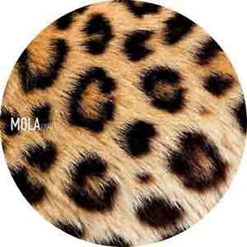 Vimeo profile picture for @moola