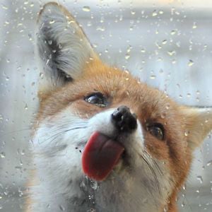 Profile picture for Foxoutfoxing