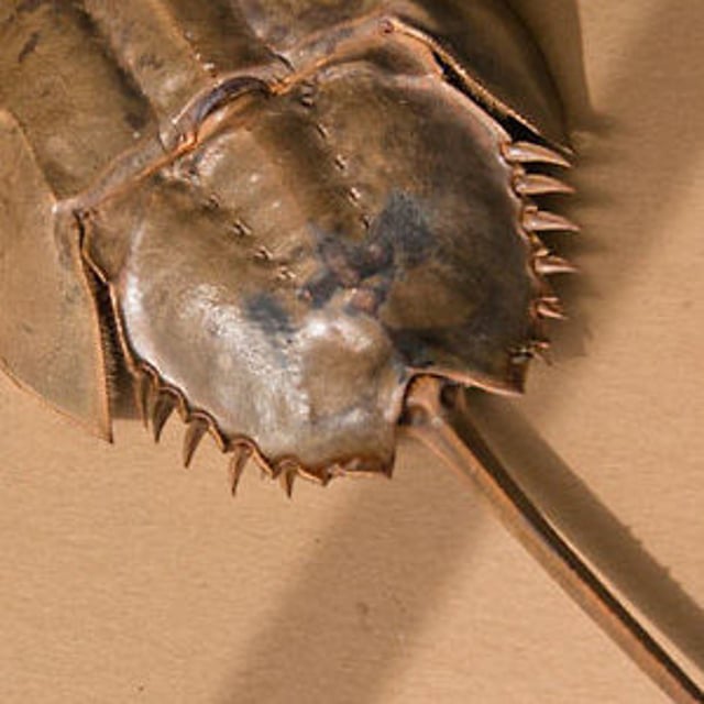 Limulus