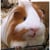 Benedict G. Pig