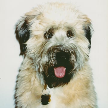 Vimeo profile picture for @cowboy