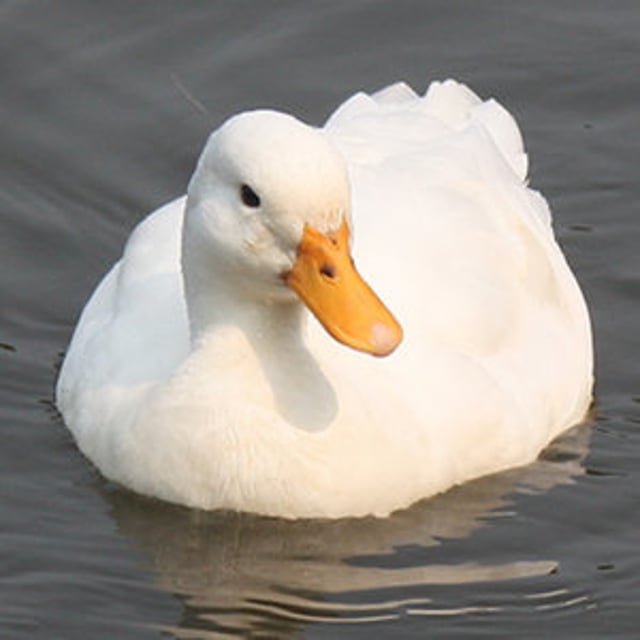 Duck studios. Благоварская утка. Кросс Благоварский утки. Утка Белуха. Утка цвет бежевый.