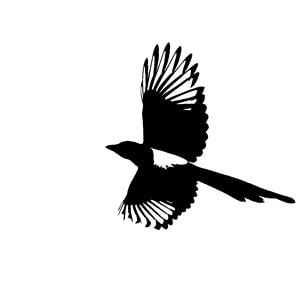Profile picture for Magpie Media