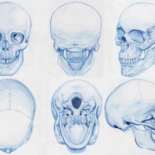 Рисунок черепа с разных ракурсов