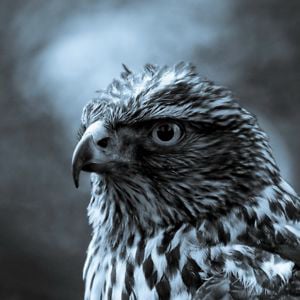 Profile picture for ezofinist