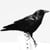 The Black Birdies