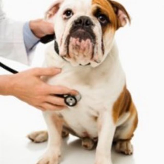 Veterinary Tech Salary