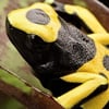 anura
