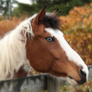 Profile picture for ThunderHorse Media