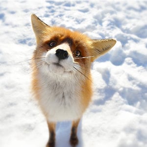 Profile picture for Nonono