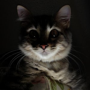 Profile picture for Adorable Creative