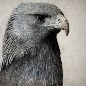 Profile picture for Indunil Ranawake