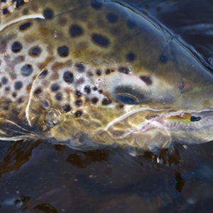 Regnbåge fiske