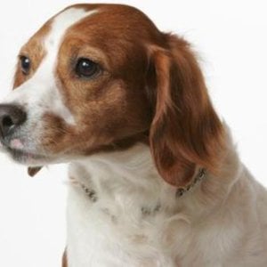 Profile picture for william laborie
