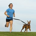 stunt runner leash