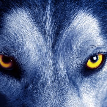Vimeo profile picture for @wolfhal