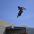 Saut à Ski