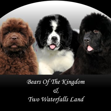 Vimeo profile picture for @newfoundland
