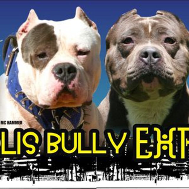 Bully League inc