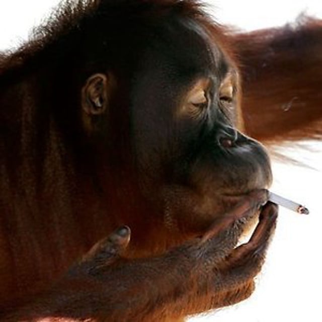Фото обезьяны с сигаретой в зубах