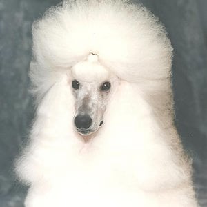 Profile picture for Timo Jacobs