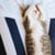 After Effects funny cats