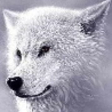 Vimeo profile picture for @whitewolf