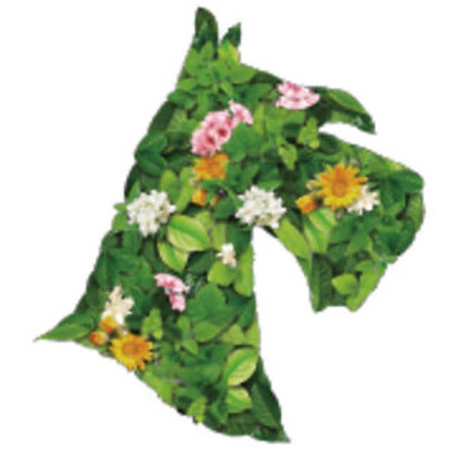 ivory coat companion goods