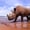 Rhino Toastmasters