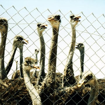 Vimeo profile picture for @ostrich
