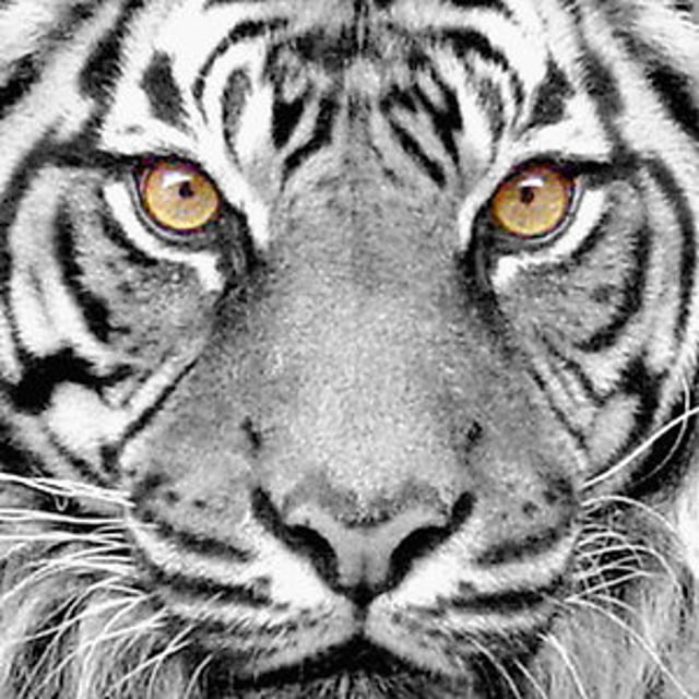 regit tiger