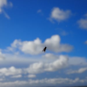 Profile picture for Chenille L'Oiseau