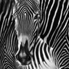 David Yarrow