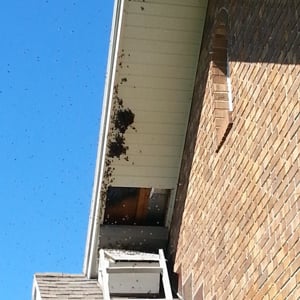 Profile picture for Bee Removal Kissimmee Florida
