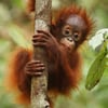 The Borneo Project
