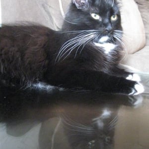 Profile picture for David Chen