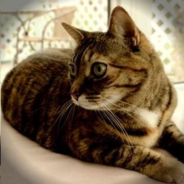 Vimeo profile picture for @valentine
